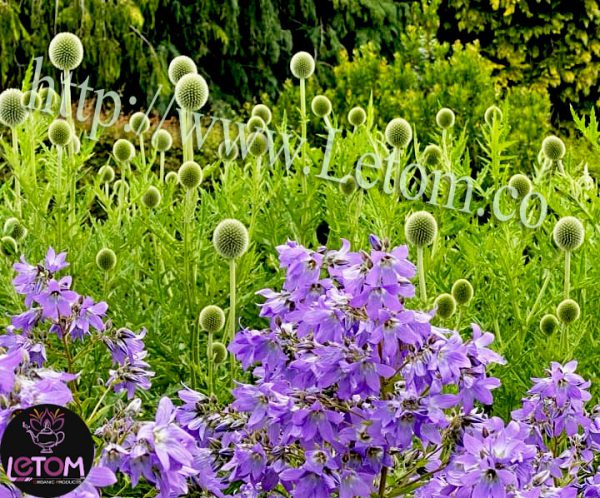 Organic Echinops Garden