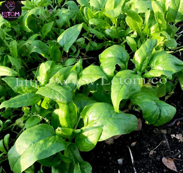 The healthiest organic spinach in the Iranian spinach garden
