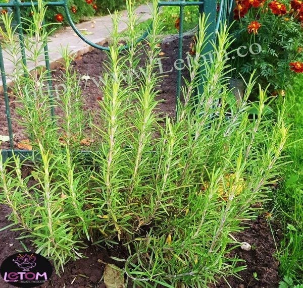 The best dried and fresh organic rosemary in Iranian farms