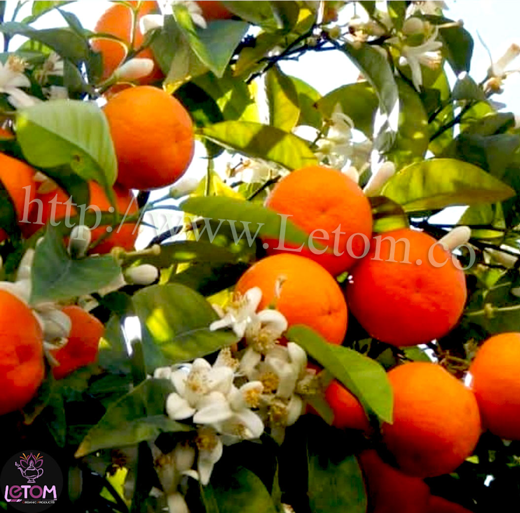 Orange farms and Letom export herbs