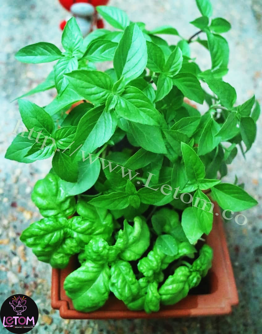The best fresh and dried organic basil for skin and hair