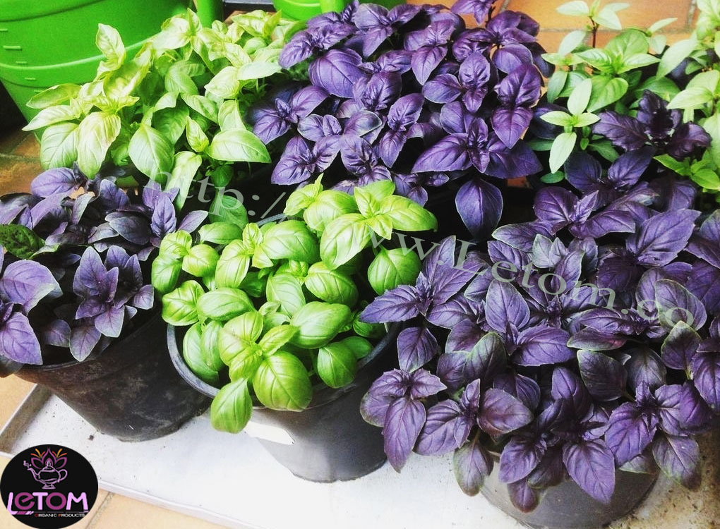 basil and purple and green basil