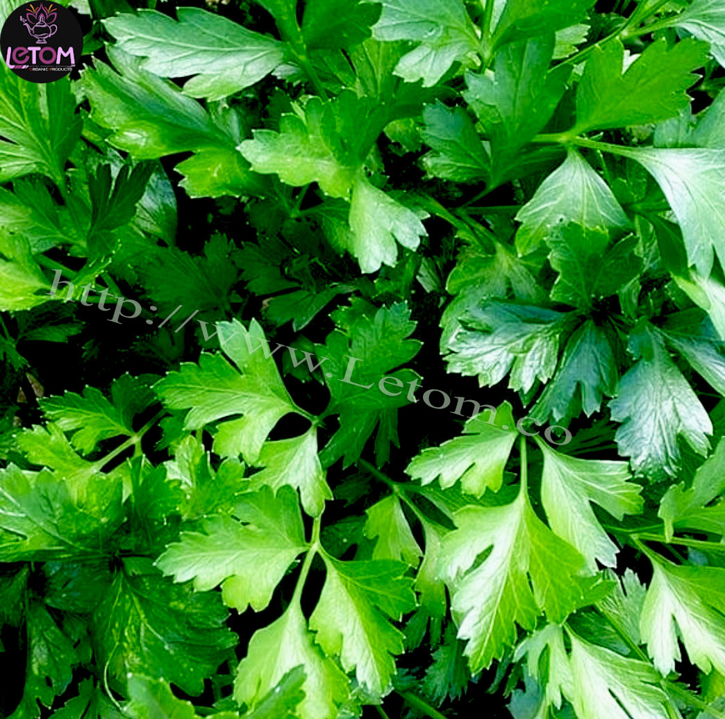 Wholesale of the best Iranian herbs Letom and Parsley Farm