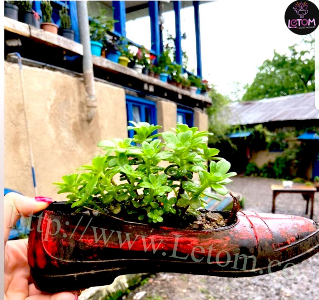 Planting a plant in a shoe