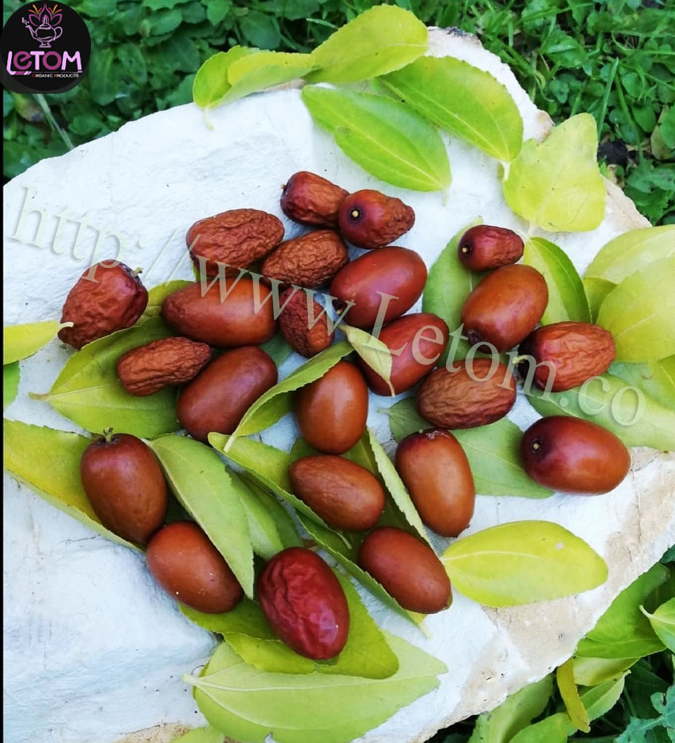 Properties of Sidr (Ziziphus jujube) fruit for the body