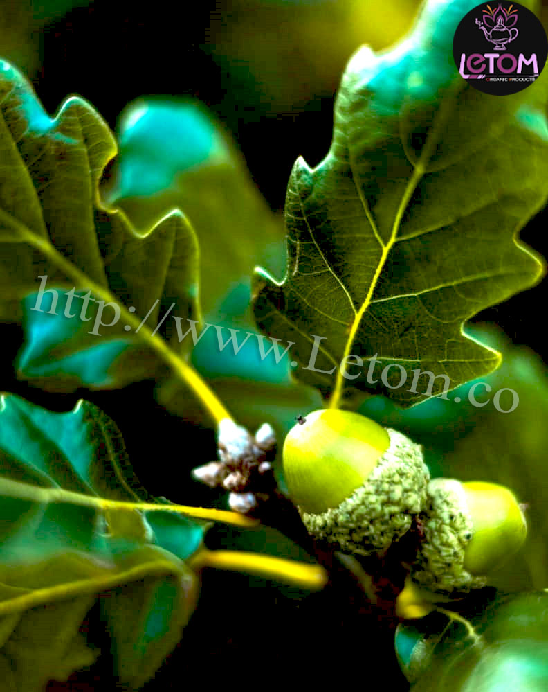 The best organic oak fruit in the forests of Iran