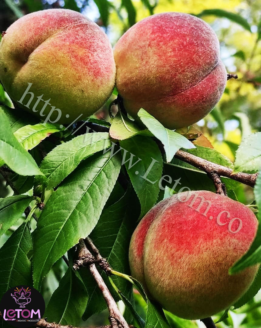Natural peach garden