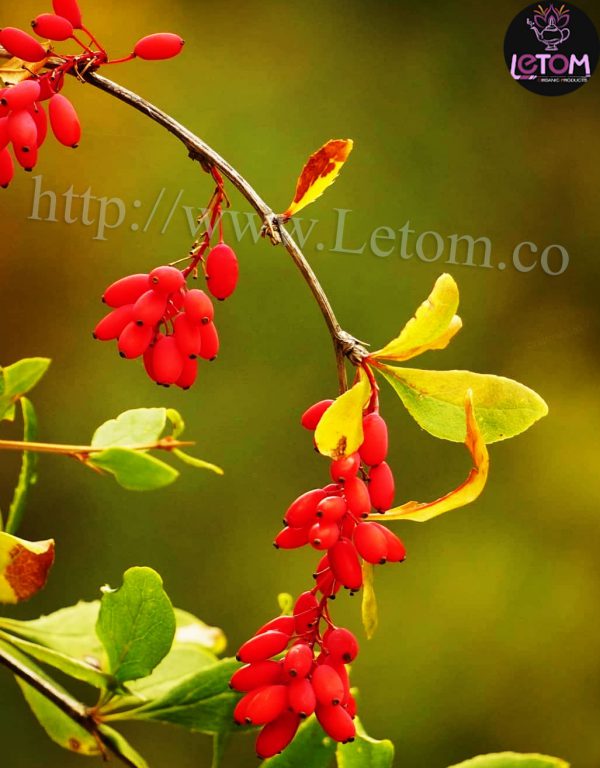 A stem of the best organic barberry
