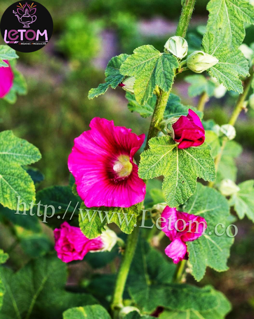 The best mallow flowers on mallow farms