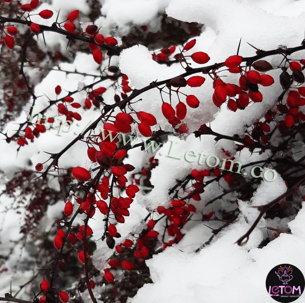  barberry tree in Iran and winter snow