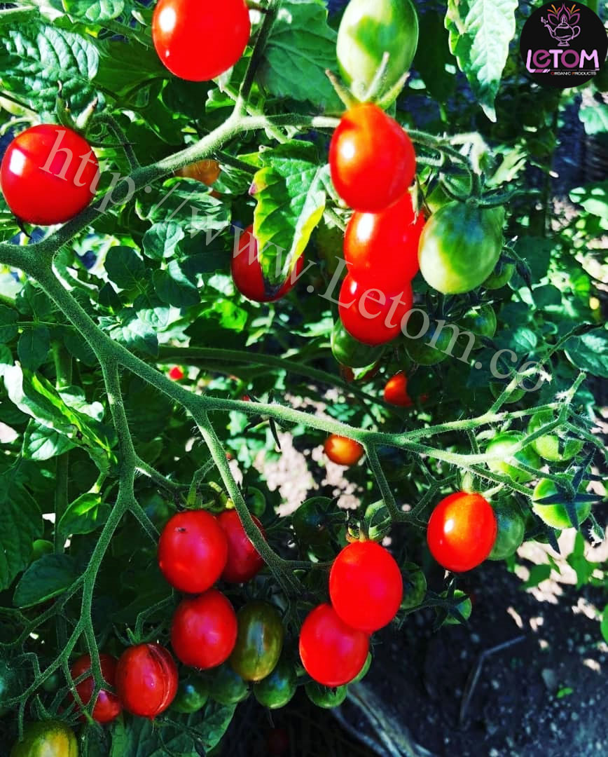Farm the best natural tomatoes