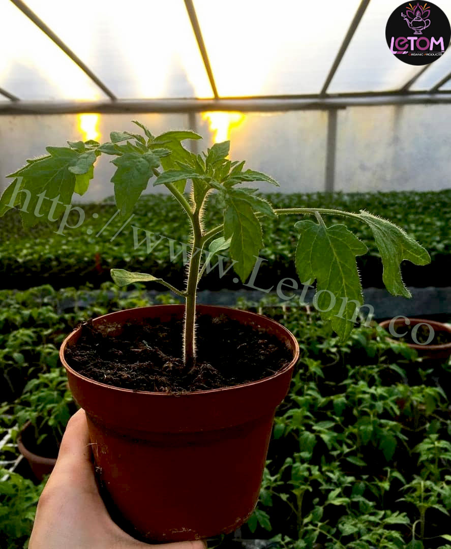Organic tomato bushes in the greenhouse