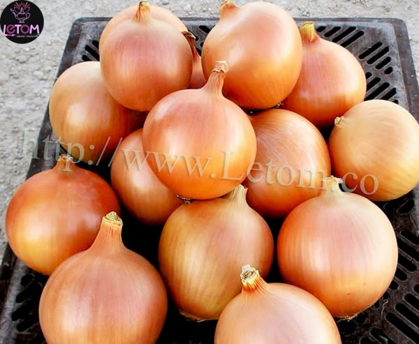 A basket of organic onions at wholesale in the East