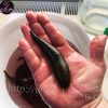 A photo of a leech in a man's hand to cleansing the body
