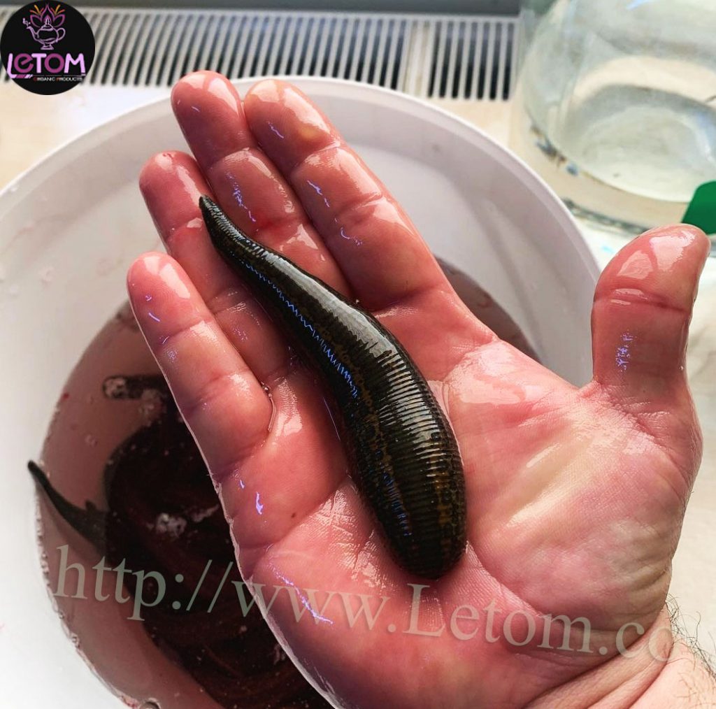 A photo of a leech in a man's hand to cleansing the body