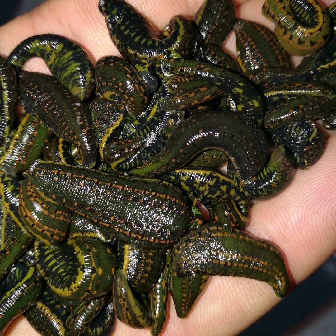 A photo of a number of leeches in cleansing the body