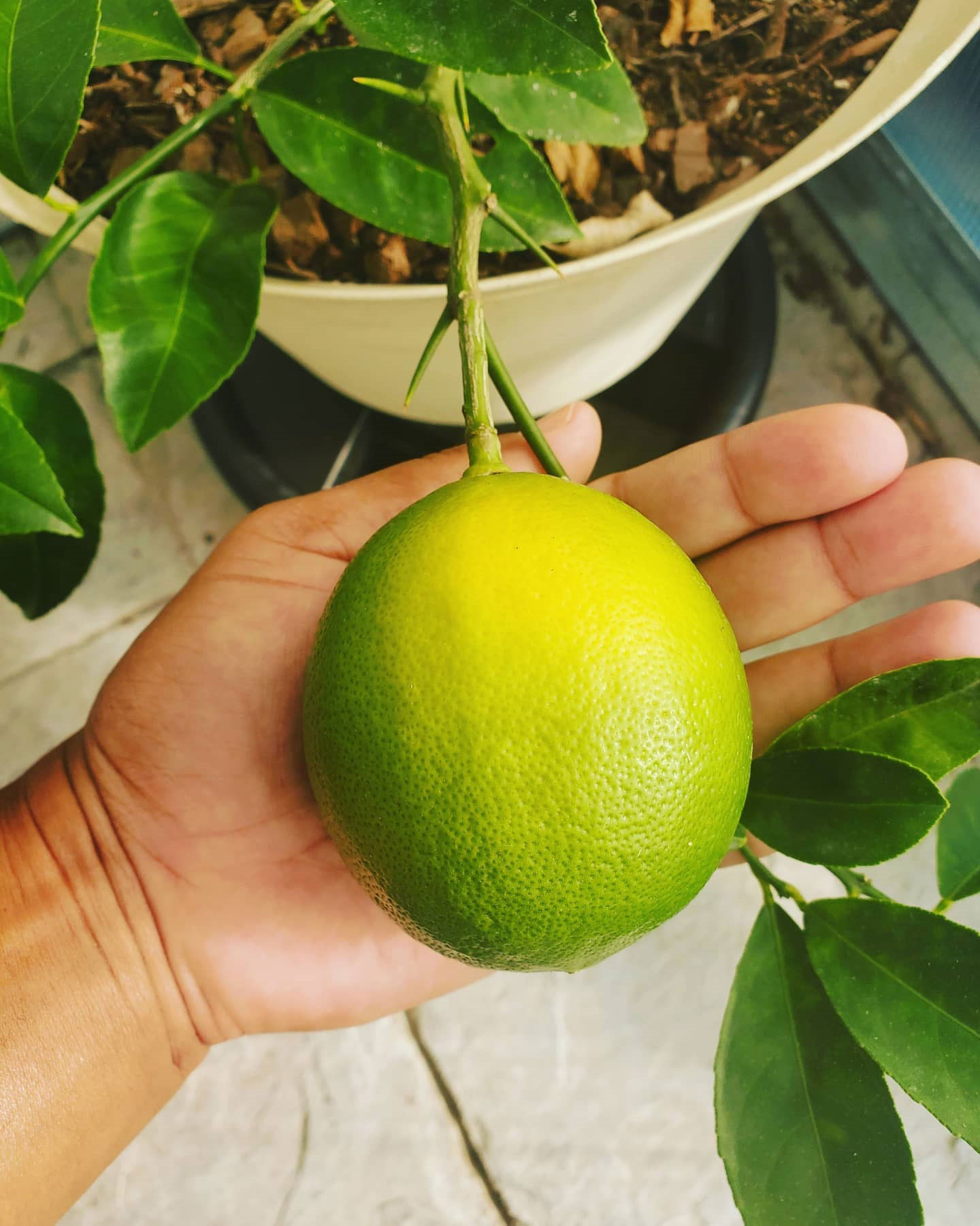 عکس لیمو در کشاورزی موفق