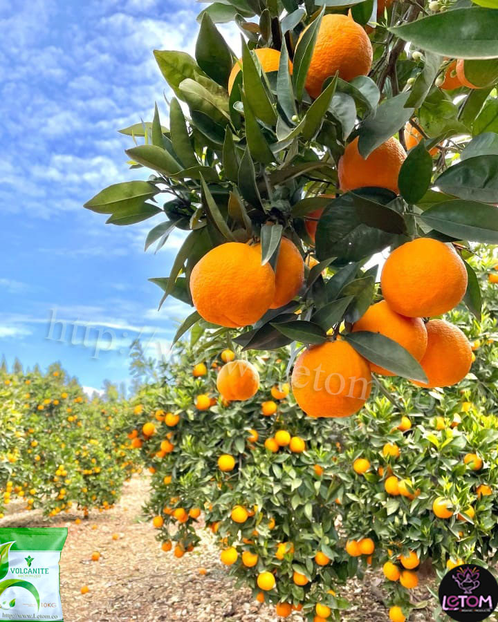 درخت پرتقال در کشاورزی