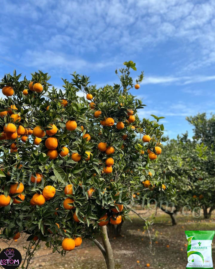 درخت پرتقال در کشاورزی